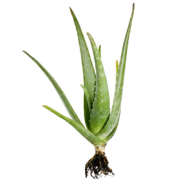 Aloe Vera - Aloe Barbadensis