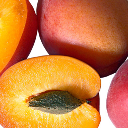 Apricot Seed - Prunus Armeniaca