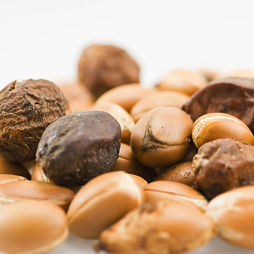 Argan Oil Argan Oil