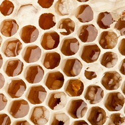 Bee Wax - Cera Alba Bee Wax - Cera Alba