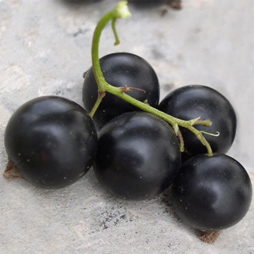 Black Currant Seed Oil - Ribes Nigrum Black Currant Seed Oil - Ribes Nigrum