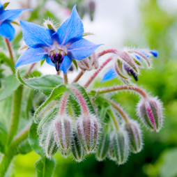 Borage Seed Oil - Borago Officinalis Borage Seed Oil - Borago Officinalis