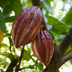 Cocoa Butter - Theobroma Cacao Cocoa Butter - Theobroma Cacao