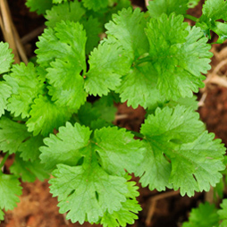Coriander Oil - Coriandrum Sativum Coriander Oil - Coriandrum Sativum