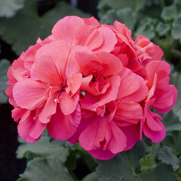 Geranium - Geranium Maculatum Geranium - Geranium Maculatum