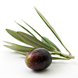 Olive Oil - Olea Europaea Olive Oil - Olea Europaea