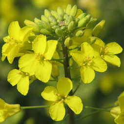 Rapeseed Oil - Brassica Campestris Rapeseed Oil - Brassica Campestris