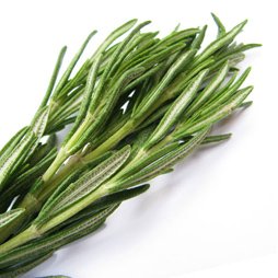Rosemary Oil – Rosmarinus Officinalis Rosemary Oil – Rosmarinus Officinalis