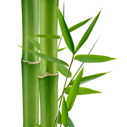 Sugar Cane Extract - Saccharum Officinarum Sugar Cane Extract - Saccharum Officinarum