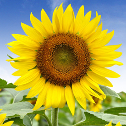 Sunflower Oil - Helianthus Annuus