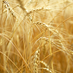 Wheat Protein Wheat Protein